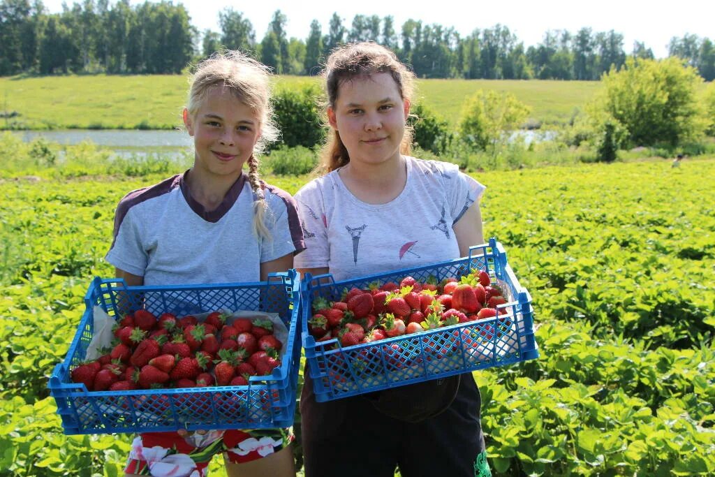 подработка ягоды. подработка ягоды. поле клубники. сбор лесных ягод. сборщик ягод.