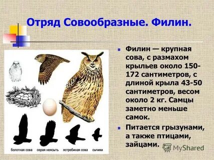 Строение филина