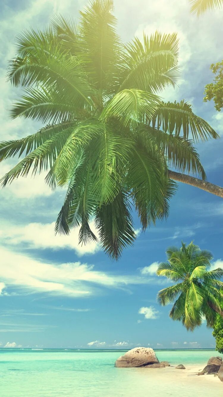 Море пальмы. Море солнце пальмы. Красивый пляж с пальмами. Море остров пальмы.