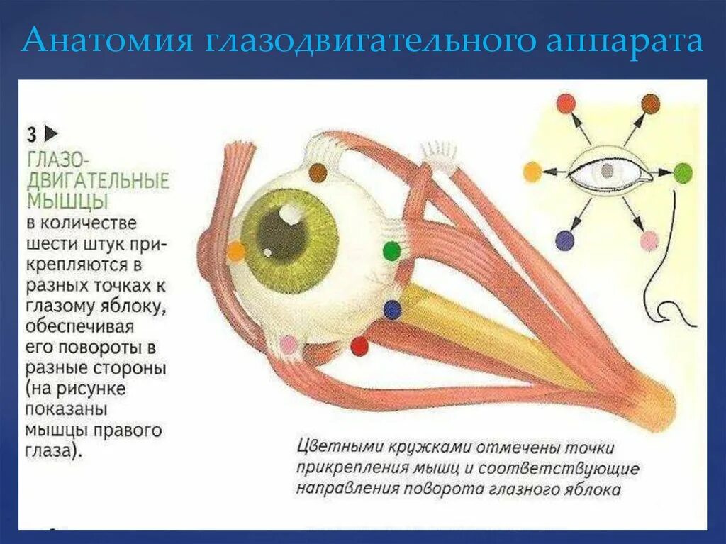 Глазодвигательные мышцы глаза схема. Тренировка глазодвигательных мышц. Упражнения для глазодвигательных мышц. Глазодвигательные мышцы схема. Места крепления глазодвигательных мышц