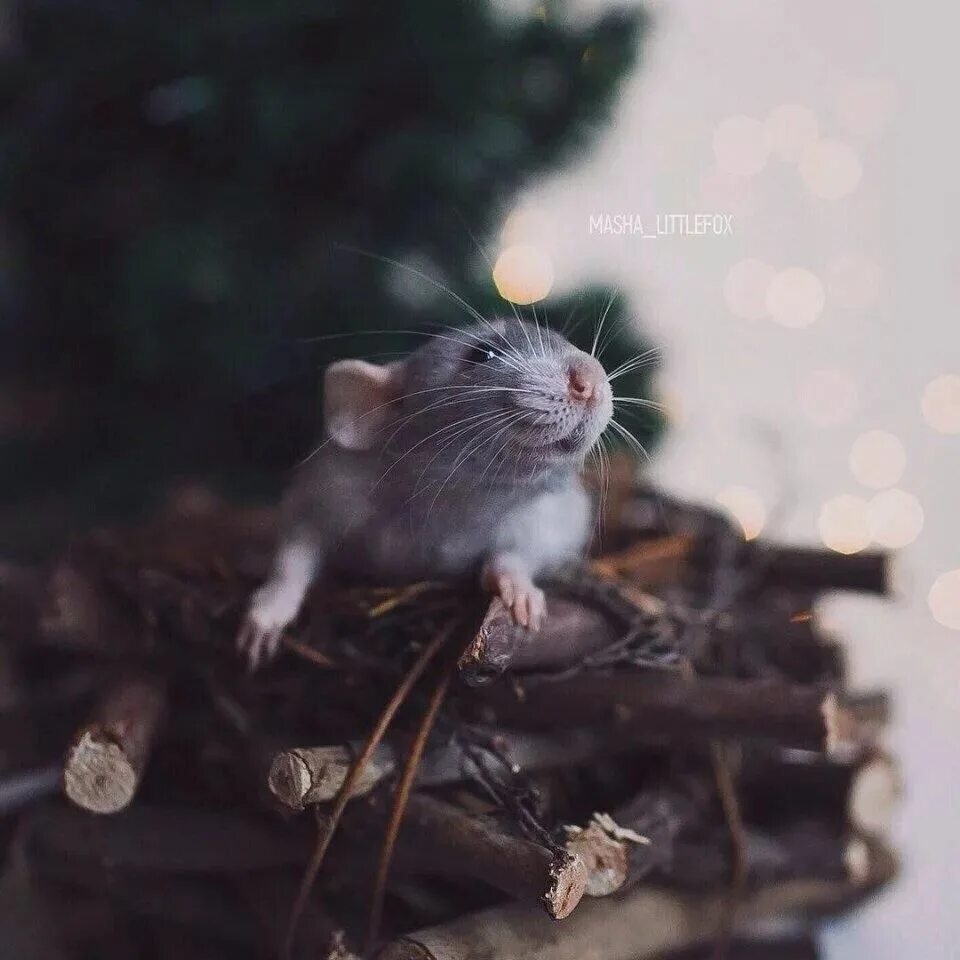 Мыши весной. Милые мыши. Красивая мышь. Мышь Живая. Милые крысы.