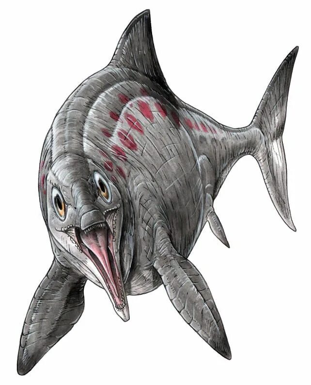 Шастазавр. Офтальмозавр. Ophthalmosaurus. Офтальмозавр скелет. Офтальмозавр динозавр.