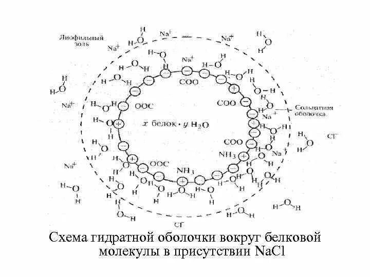Гидратная оболочка. Схема гидратной оболочки белковой молекулы:. формирование гидратной оболочки белка. гидратная оболочка ионов. гидратная оболочка белковой молекулы.