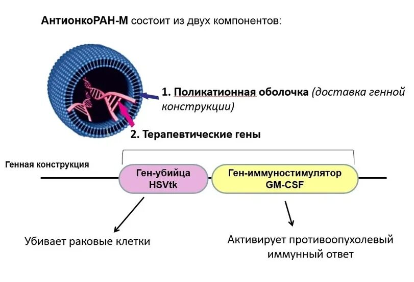Несколько компонентов. Антионкоран-м. «антионкоран-м» нти. состоят из двух компонентов. антионкоран-м фото.