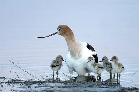 Группа жизнь животные