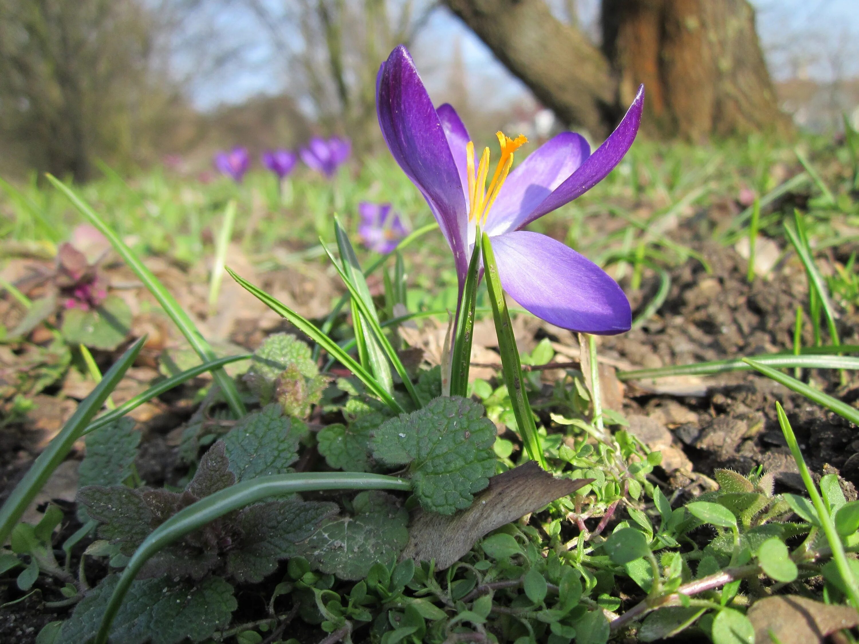 Crocus vernus. Весенние крокусы Дикие. Крокус полевой. Фиалка Крокус.