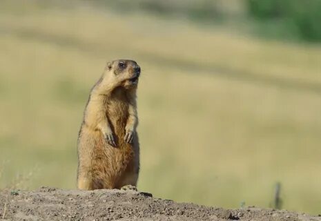 Животный мир дона