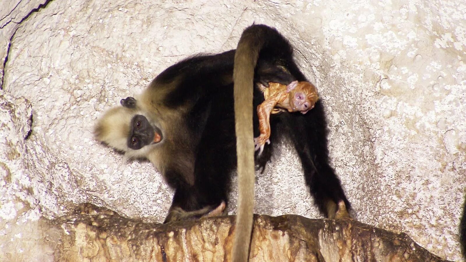 рождение обезьян в дикой природе. детеныш обезьяны. детеныш обезьяны. шимпанзе.