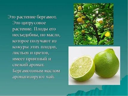 Лимон фрукт или овощ или ягода