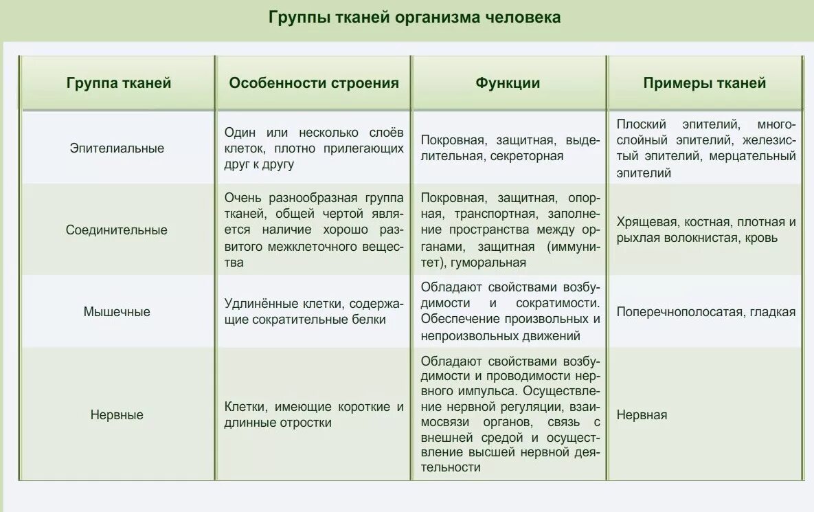 Эпителиальная соединительная мышечная нервная ткани таблица. Название ткани строение функции таблица. Характеристика типов тканей биология таблица 8 класс. Название ткани строение функции таблица 7 класс. Таблица 5 биология 8 класс