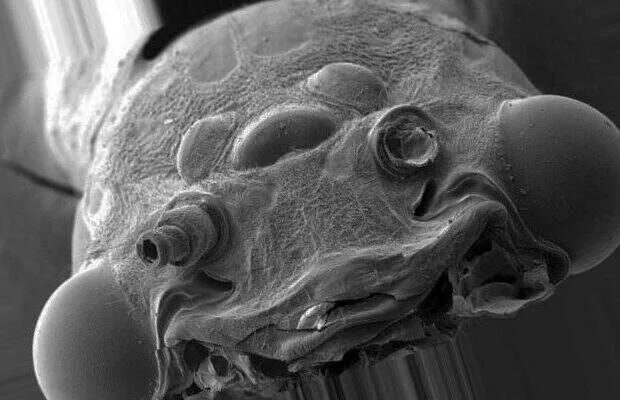 Насекомые под микроскопом Electron microscope, Insects, Insect photos