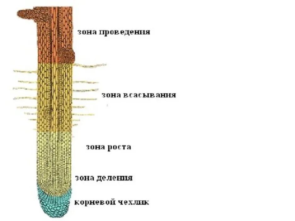 Установите последовательность роста корня. Клеточное строение корня зоны корня. Корневой чехлик зона деления. Строение зоны деления корня. Строение корня растения зоны.