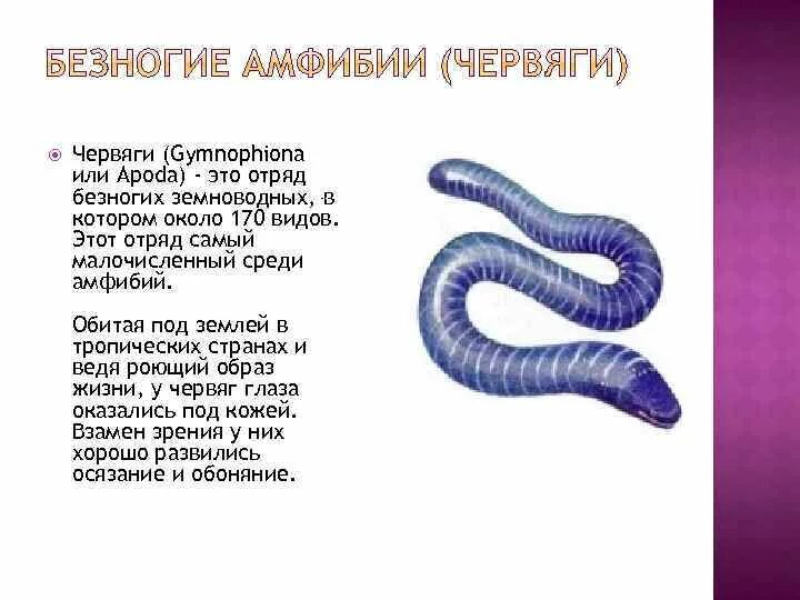 Безногие земноводные одним словом. Безногие земноводные одним словом