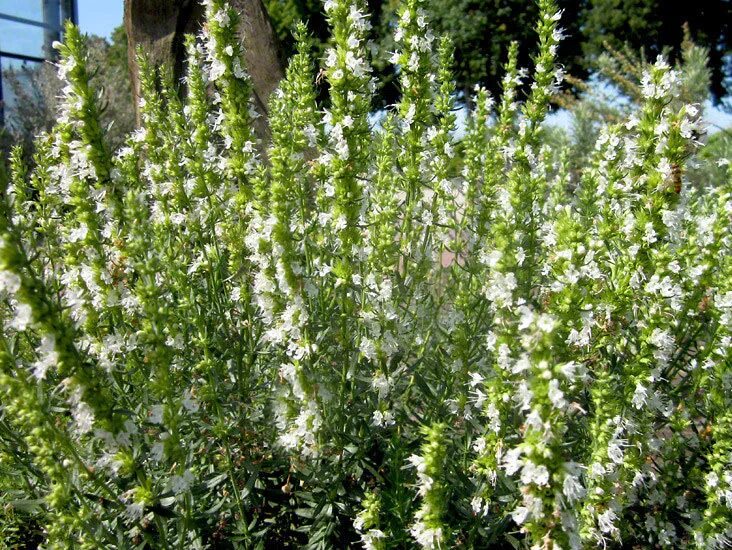 Лекарственный соп. Hyssopus officinalis albus. иссоп белый. иссоп альбус.