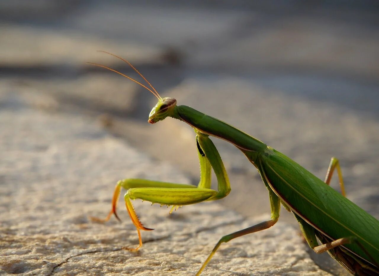 Жук богомол. Земляной богомол (Geomantis Larvoides). Богомолов ,,Mantis religiosa. Гетерохета Восточная богомол. Жук-богомол насекомое.