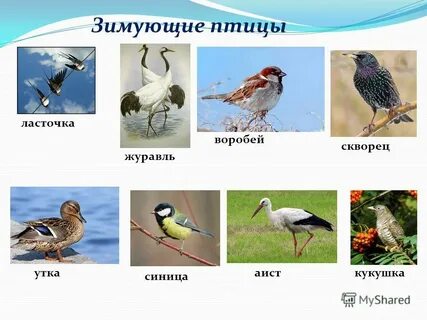 Какая птица определенная
