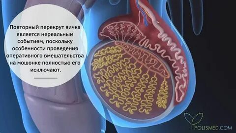 Яичко после перекрута