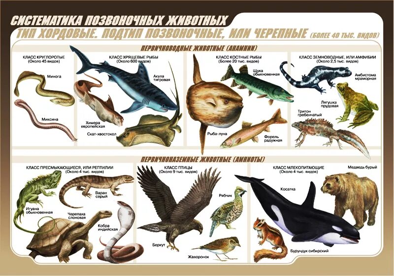 Группа первичноводных животных. Классификация подтипа позвоночные животные. Класс млекопитающие Подтип Черепные. Позвоночные классификация систематика. Систематика позвоночных животных таблица.