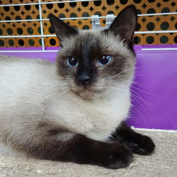 Сиамский котенок девочка. Сиамские котята. Тайские котята. Отдам сиамского котенка. Отдам сиамского котенка.