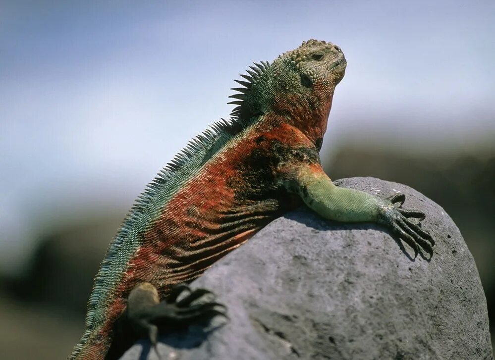 Галапагосские острова игуаны. Галапагосская морская ящерица. Эквадор морская игуана. Игуана голополосов. Морская игуана.