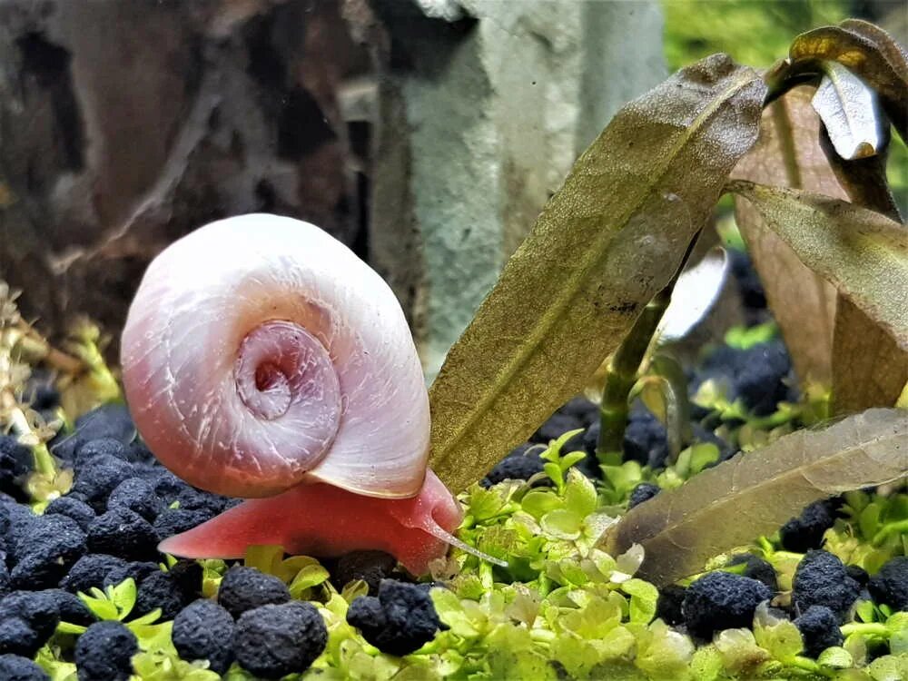 Дно улитки. Ramshorn Snail улитка катушка. Улитка ампулярия. Улитка Мариза. Улитка аквариумные улитки.