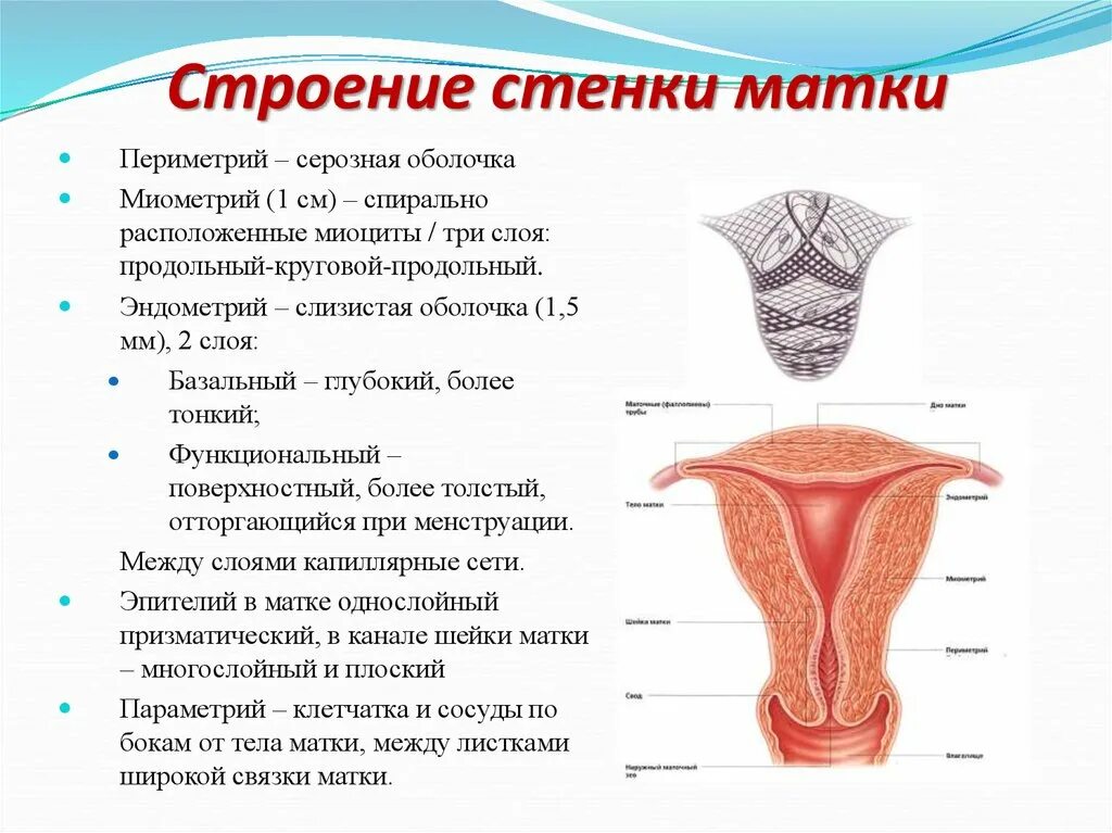 Строение эндометрия. Слои стенки матки анатомия. Послойное строение матки. Эндометрий миометрий периметрий параметрий. Строение матки оболочки.