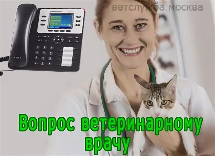 Консультация ветеринара. Ветеринар номер телефона бесплатный. Бесплатная ветеринарная консультация. Консультация ветеринара по телефону.