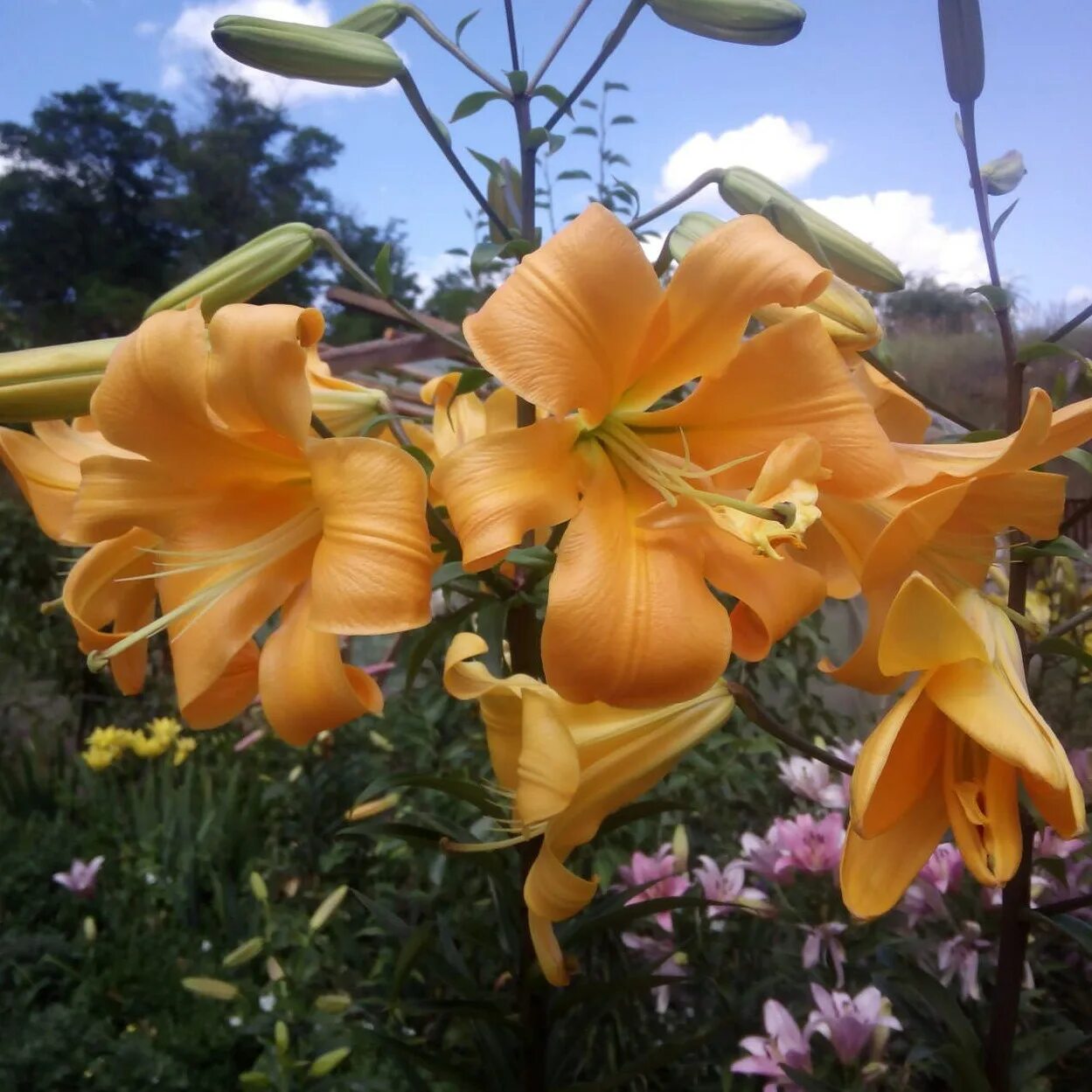 лилия трубчатая африкан куин. лилии трубчатые «африкан квин». Lilium (лилия) african queen.