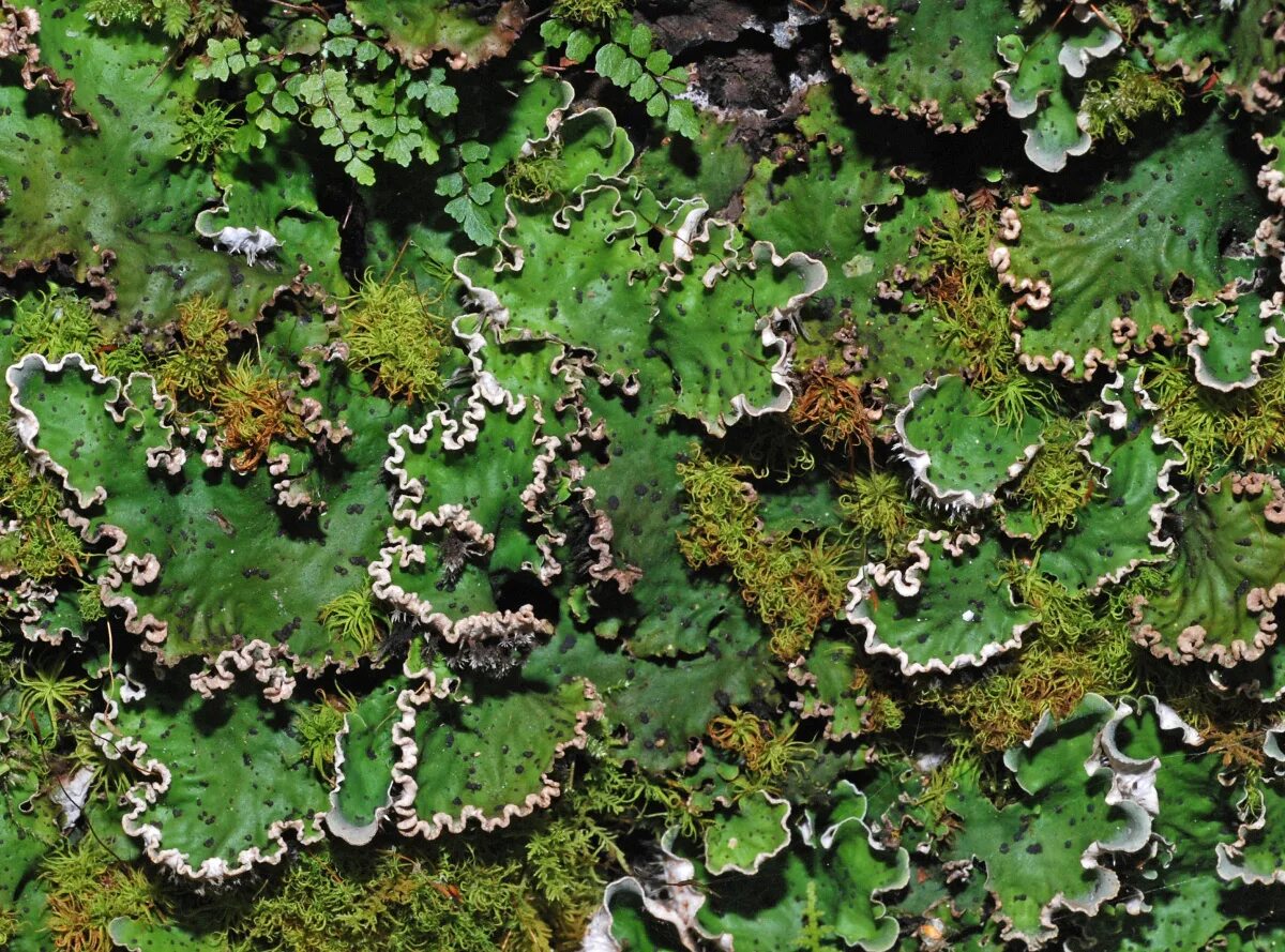 Peltigera Canina лишайник. Лишайник Peltigera aphthosa. Пельтигера рыжеватая. Пармелия козлиная. Лишайники высшие