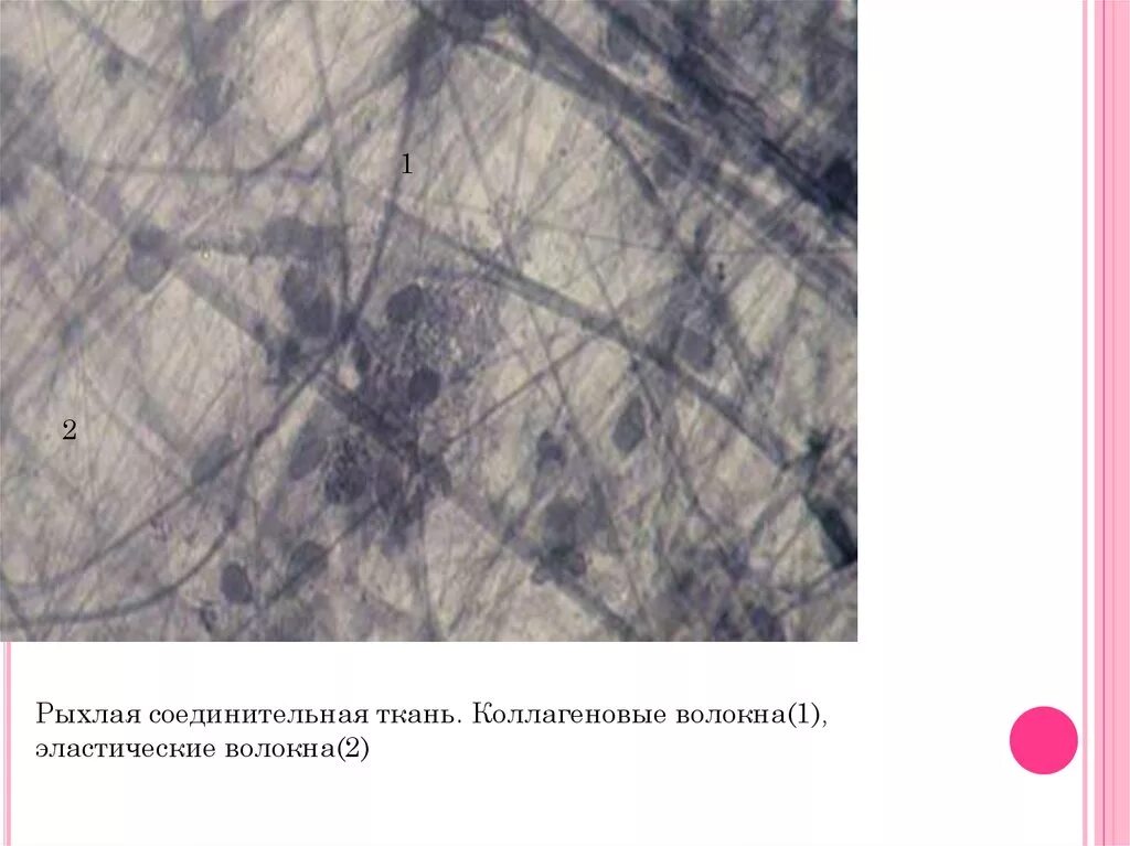 Рыхлая ткань гистология. Коллагеновые волокна рыхлой соединительной ткани. рыхлая соединительная ткань под микроскопом. волокна соединительной ткани коллагеновые эластические. коллагеновые волокна рвст это.