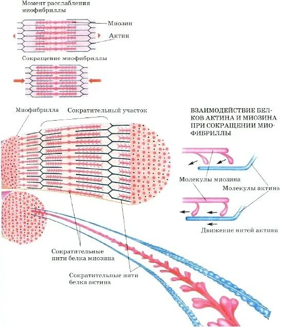 Мышечное сокращение актин миозин. Сокращение мышц актин и миозин. Взаимодействие актина и миозина схема. Строение актина и миозина. Миозин мышечной ткани