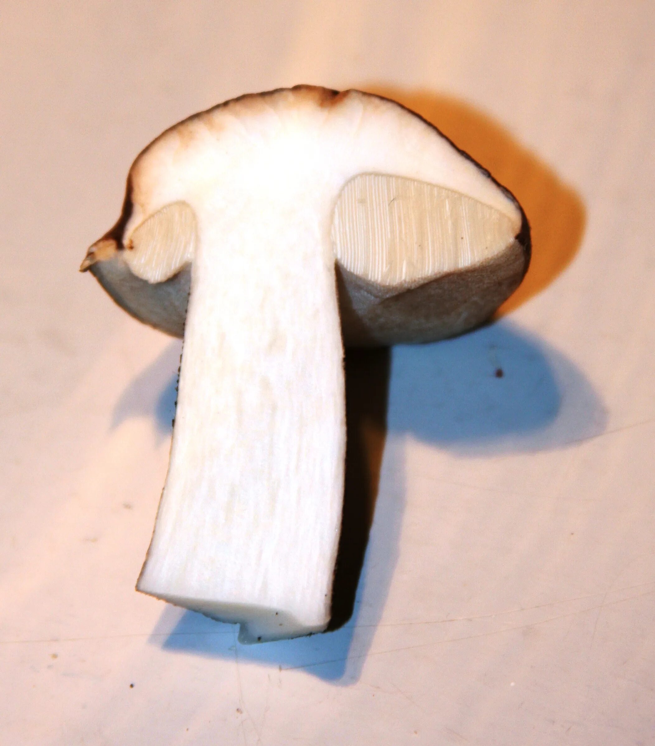 Белый гриб на срезе. Белый гриб мякоть. Белый гриб в разрезе. Белый гриб снизу.