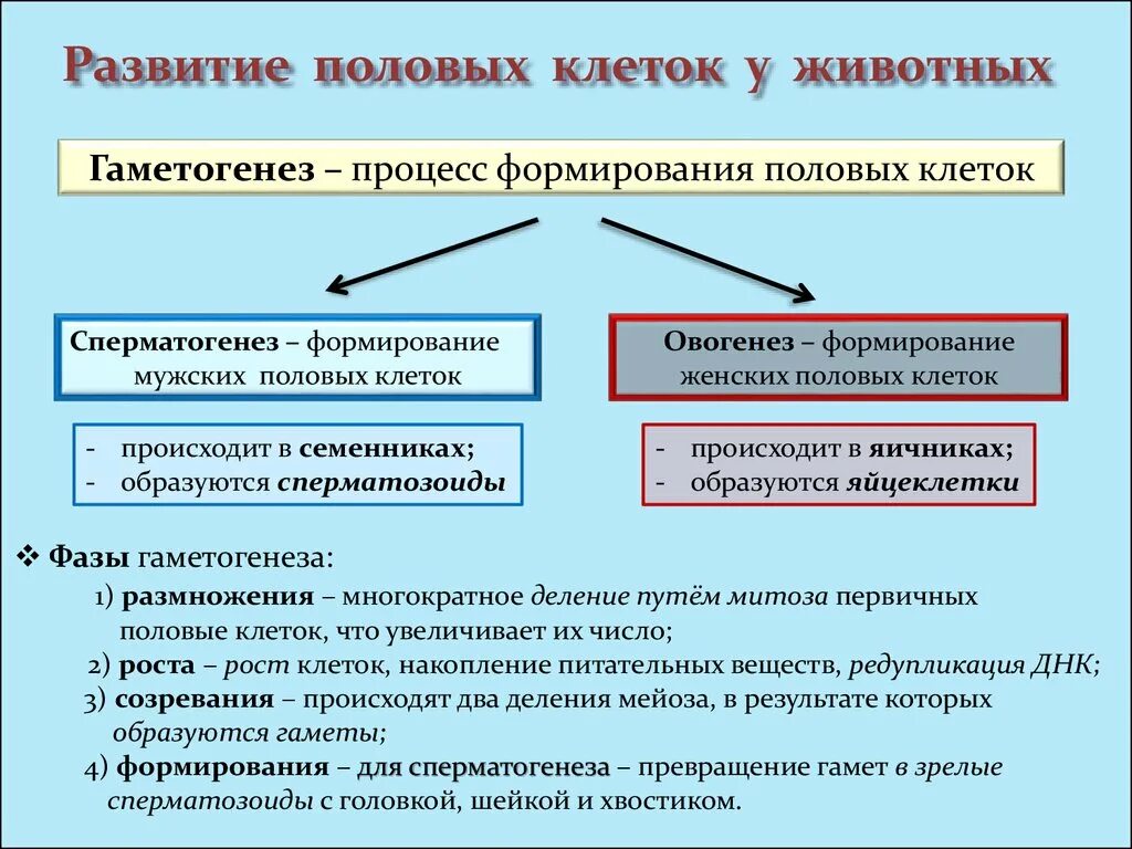 Половые клетки формируются в результате. Развитие половых клеток. Формирование половых клеток. Формирование мужских и женских половых клеток. Этапы развития половых клеток.