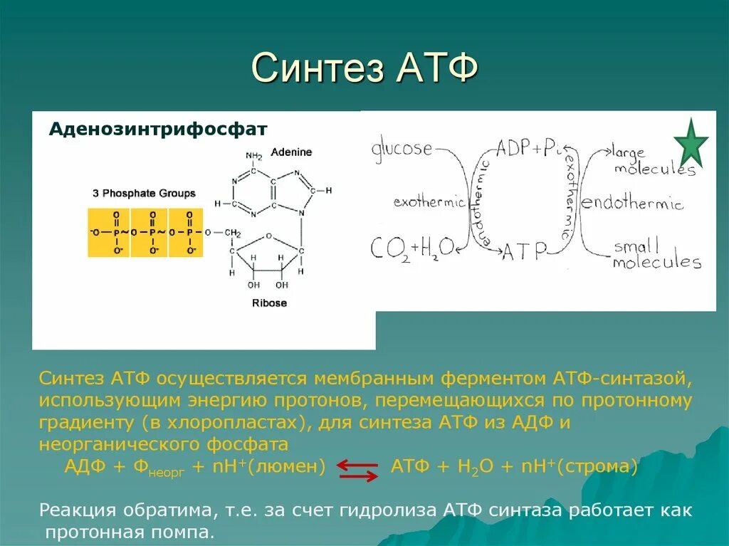 Место образование атф. Синтез АТФ из АДФ И фосфата. Синтез АТФ биохимия формула. Фермент АТФ-синтаза. Синтез молекул АТФ.