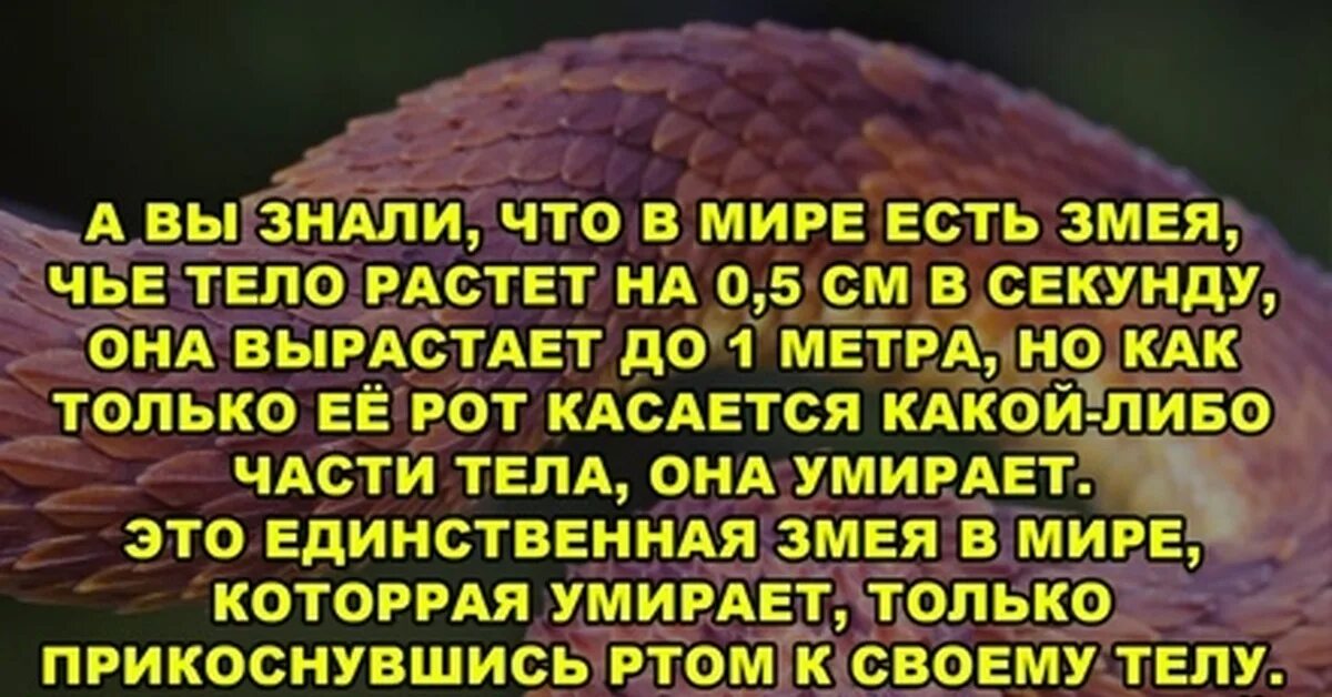 6 секунд слова. В мире есть змея чье тело растет на 0.5 см в секунду.