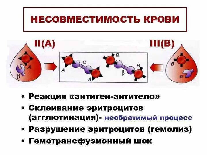 Образование антител разрушение эритроцитов образование тромба. Процесс склеивания эритроцитов. гемотрансфузионный шок патогенез. агглютинация это склеивание эритроцитов.