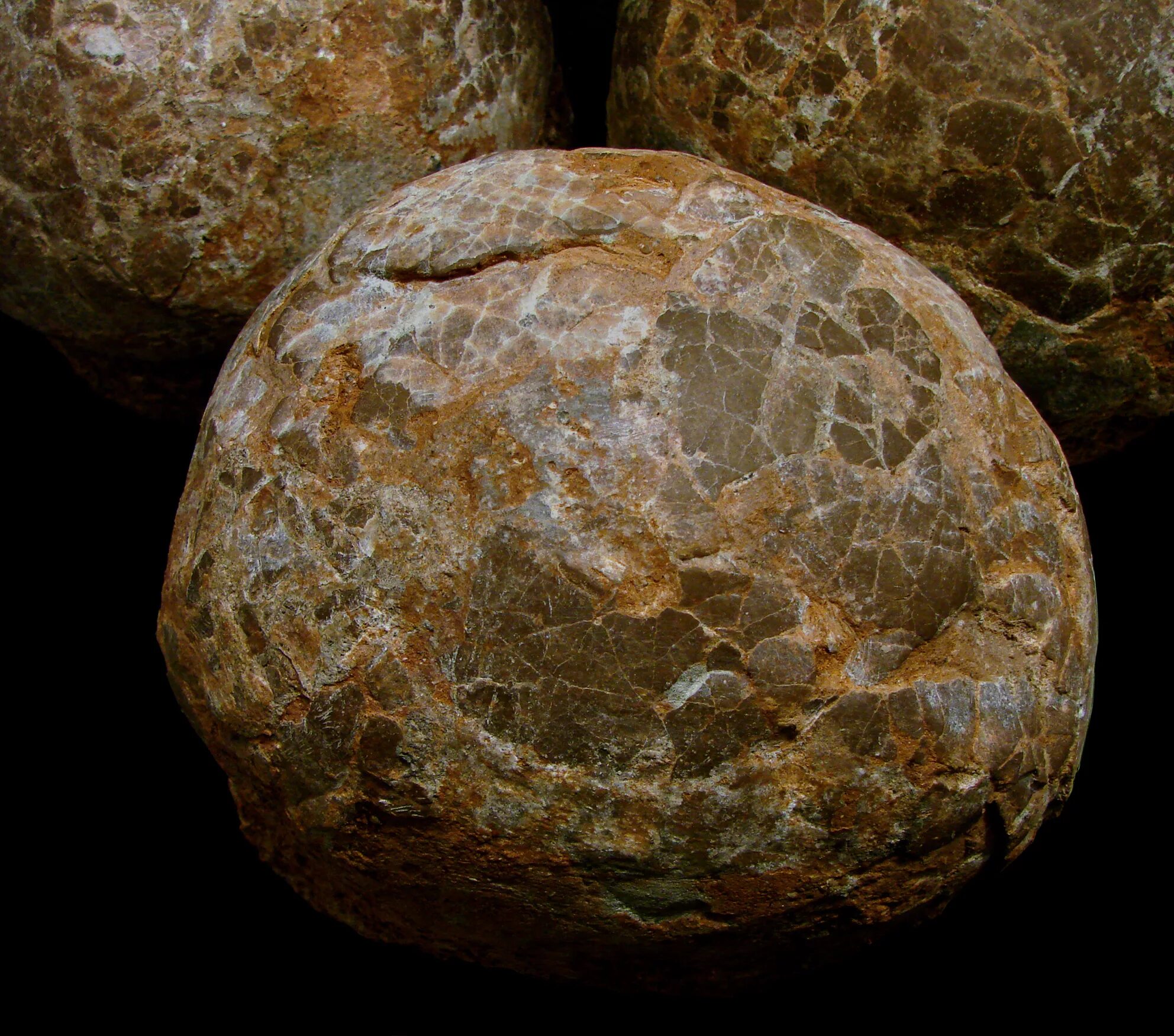 Fossil egg. Dinosaur egg. картинка fossil egg.