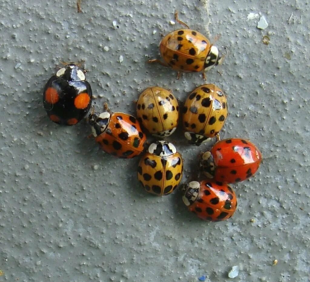 Азиатская Божья коровка (Harmonia axyridis). Божья коровка-Арлекин Harmonia axyridis. Жёлтая Божья коровка с чёрными пятнами. Божья коровка черная с оранжевыми пятнами.