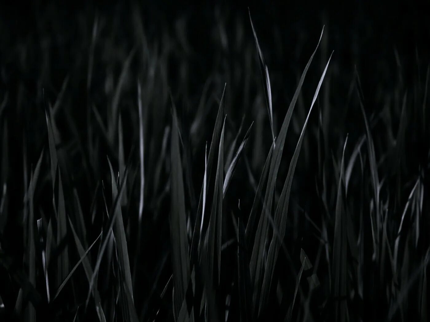 Черная трава текст. Темная трава. Трава на черном фоне. Травинка на черном фоне. Темная трава фон.