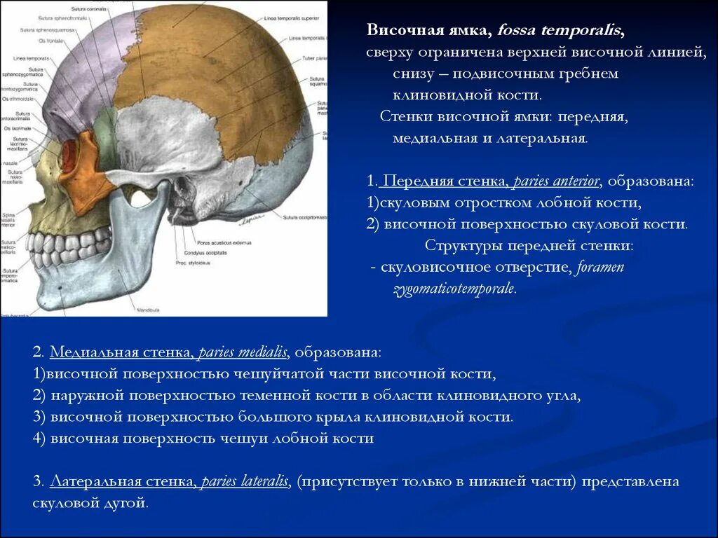 Подвисочная ямка анатомия стенки. Височная ямка черепа анатомия. Ямки черепа височная подвисочная крылонебная. Fossa temporalis стенки.