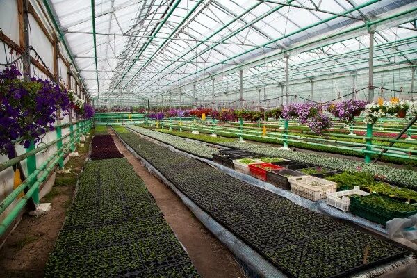 Агрокомбинат горьковский нижний новгород. Совхоз горьковский рассада. Агрокомбинат горьковский. Питомник цветет волжский. Совхоз горьковский нижний новгород рассада помидоров.