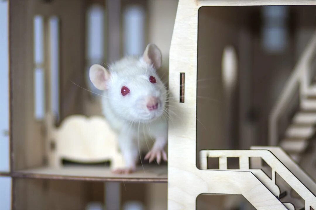 Hidden mouse