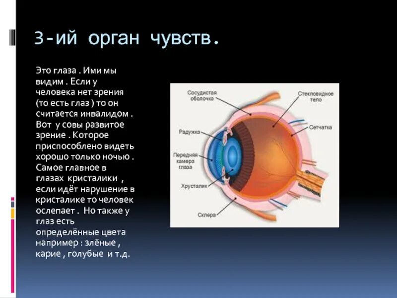 Светочувствительная оболочка глаза. Светочувствительной оболочкой глаза является. Внутренняя светочувствительная оболочка глаза. Светочувствительные клетки глаза содержит. Глаза являются органом человека