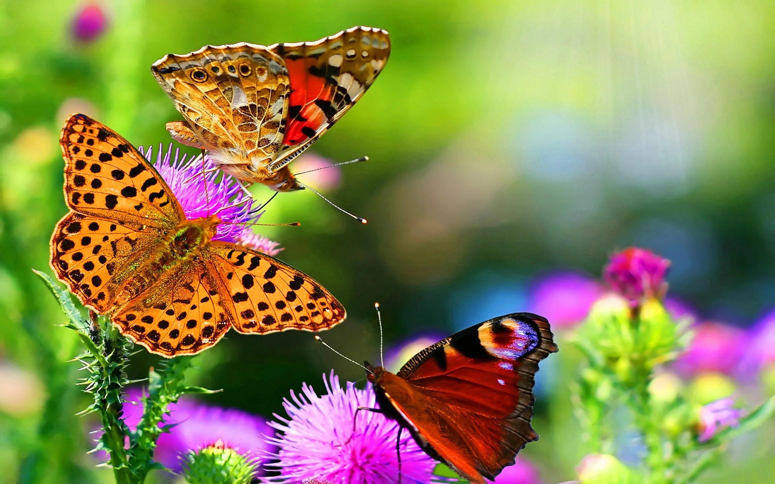 Бесплатные картинки на заставку телефона. Бабочка на цветке. Красивые обои на рабочий стол. Яркая природа. Заставка на рабочий стол лето.