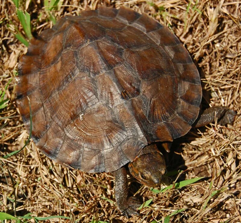 Left turtle. Cuora amboinensis. Лесная черепаха Heosemys depressa. Leaf черепаха. Род черепахи.