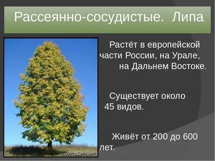 Липы в рубли