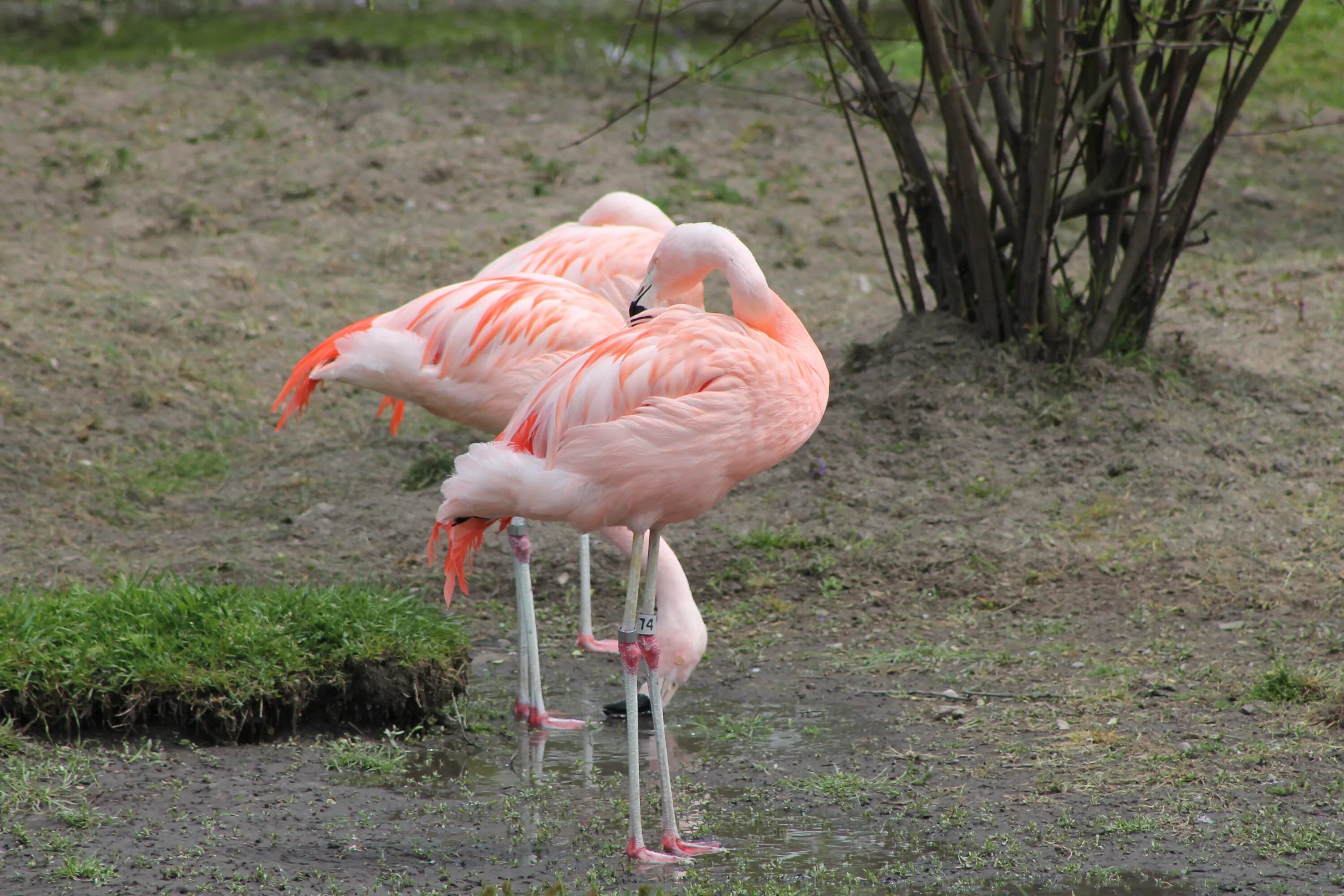 Фламинго фото. Розовый Фламинго. Розовый Фламинго фото. Черный Фламинго. Розовый фламинго новое