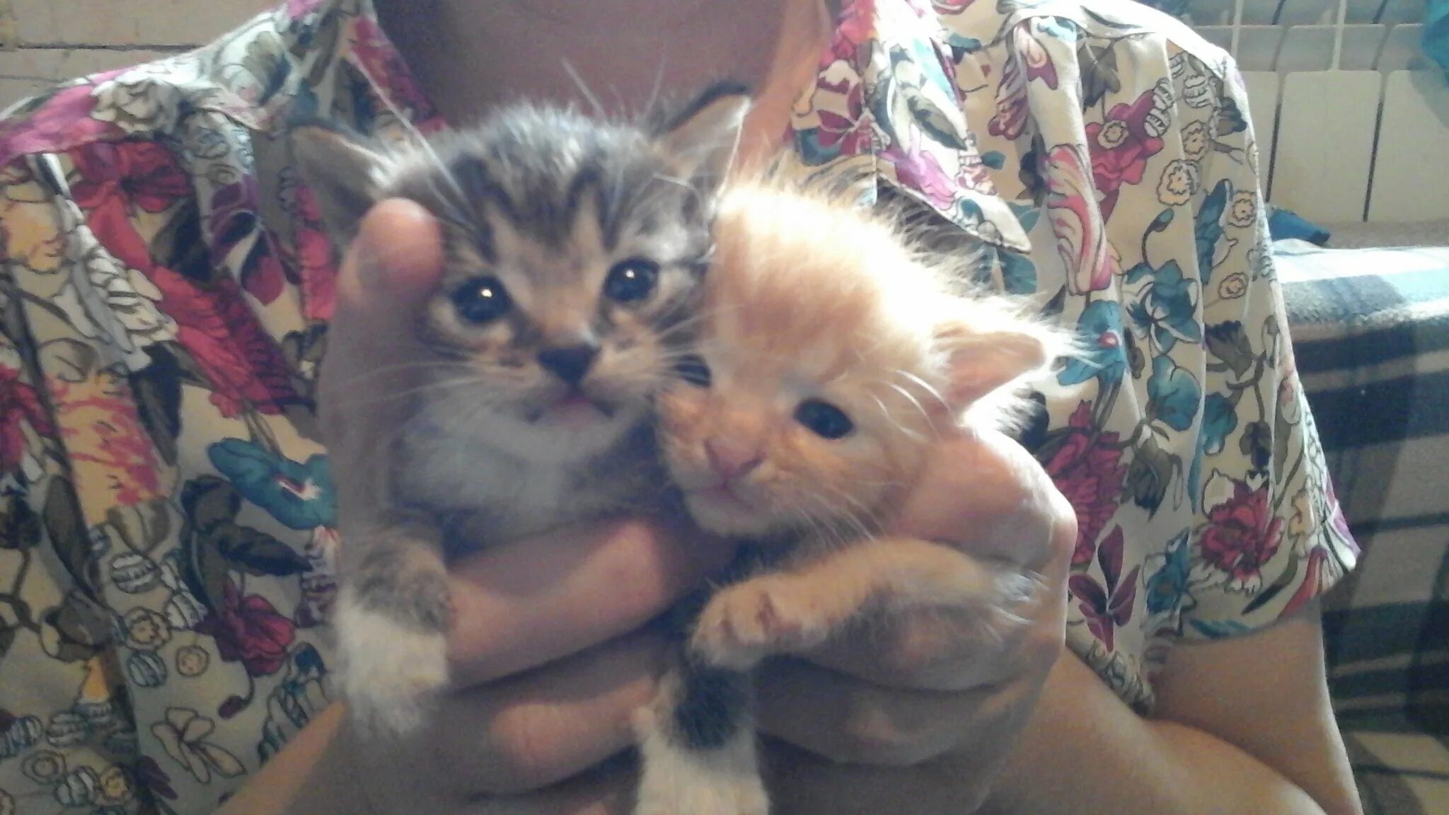 Кошки которые всегда как котята. Котята от трехцветной кошки. милый котенок заботливый хозяин.