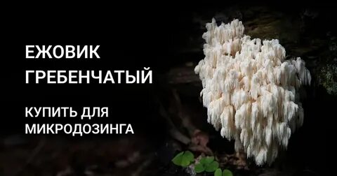 Ежовик гребенчатый в природе