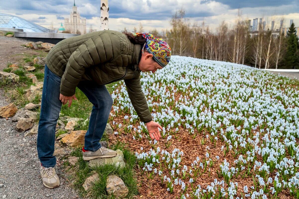 Мускари в парке Зарядье. Цветение мускариков в парке Зарядье. Кладратис в парке Зарядье. Крокусы в Зарядье. Зарядье выставки 2024